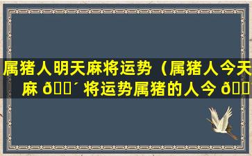 属猪人明天麻将运势（属猪人今天麻 🌴 将运势属猪的人今 🐼 天能玩麻将吗会赢吗）